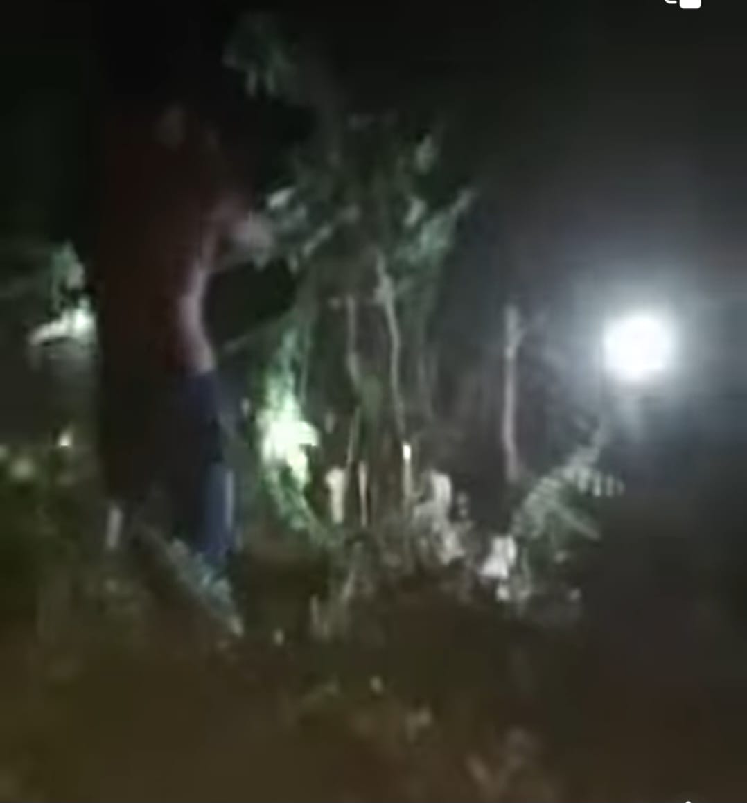 Seorang Warga Tewas Di terkam Harimau Saat Mancing Di Hutan