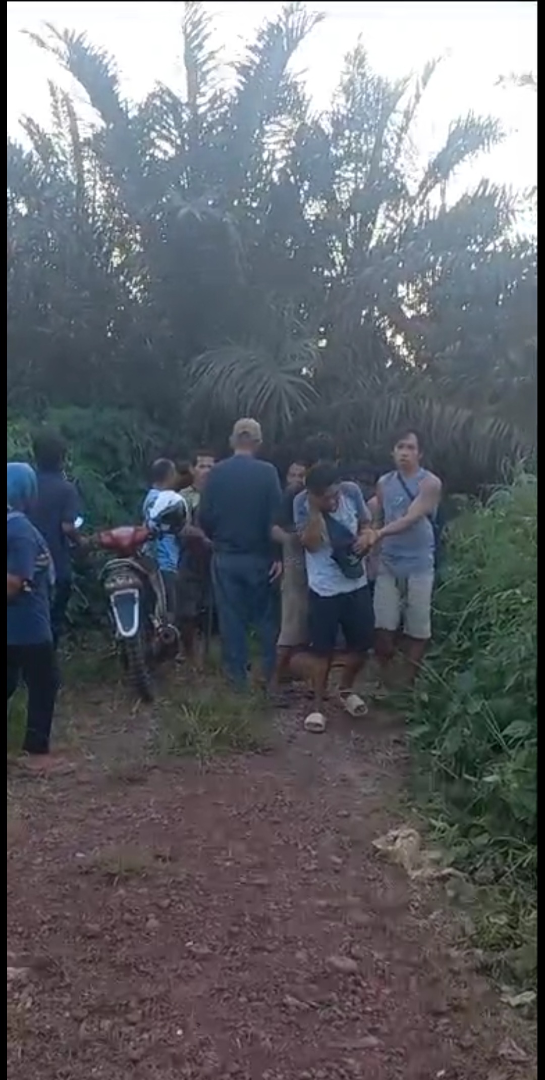 4 Tersangka Pencuri Buah Sawit, Babak Belur dihajar Massa, Tertangkap Basah saat Beraksi.