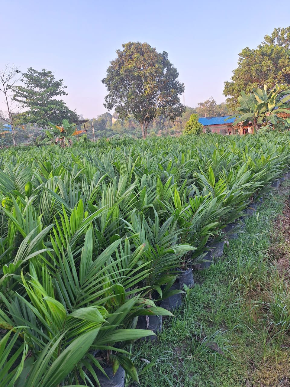 Melirik Bisnis Kelapa SawitDi Kabupaten Kotawaringin Timur