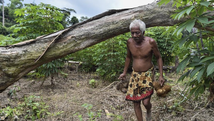 Orang Rimba Mulai Bertani demi Bertahan di Tengah Perubahan Hutan