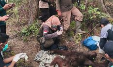 Orangutan Ditemukan Lemas di Kebun Banturung Berhasil Diamankan
